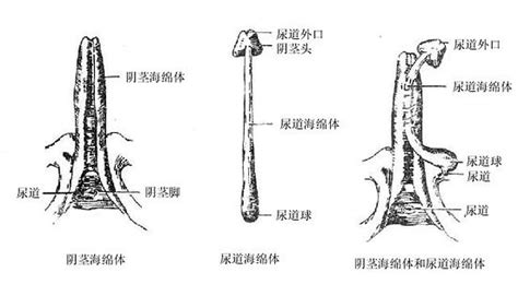 陰莖上|陰莖(陽具):解剖結構,組織學結構,兩種自然狀態,相關疾病與治療,